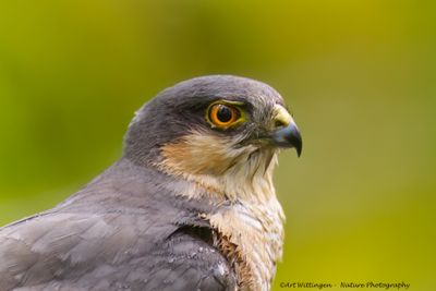Sperwer / Eurasian Sparrowhawk
