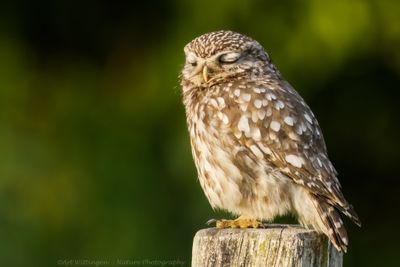 Steenuil / Little owl