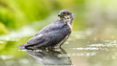 Sperwer / Eurasian Sparrowhawk
