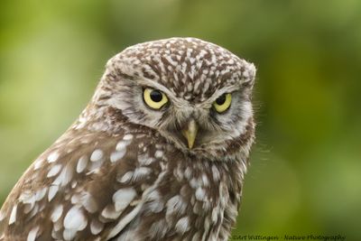 Steenuil / Little owl