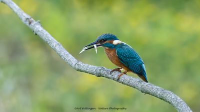Alcedo atthis / IJsvogel / Kingfisher