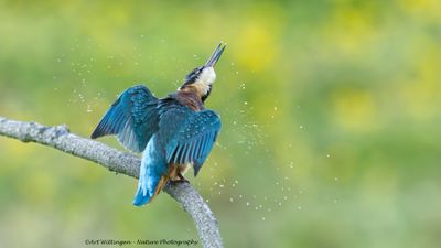 Alcedo atthis / IJsvogel / Kingfisher