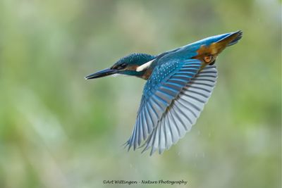 IJsvogel / Common Kingfisher