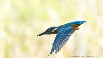 Alcedo atthis / IJsvogel / Kingfisher
