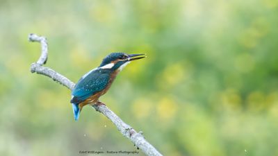 Alcedo atthis / IJsvogel / Kingfisher