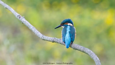 IJsvogel / Common Kingfisher