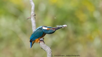 Alcedo atthis / IJsvogel / Kingfisher