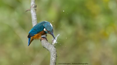 Alcedo atthis / IJsvogel / Kingfisher