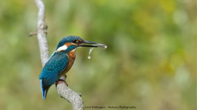 IJsvogel / Common Kingfisher