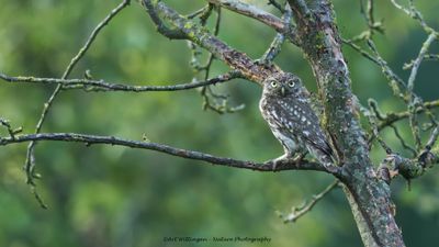 Steenuil / Little owl