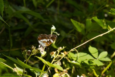Limentis Camilla / Kleine IJsvogelvlinder / White admiral