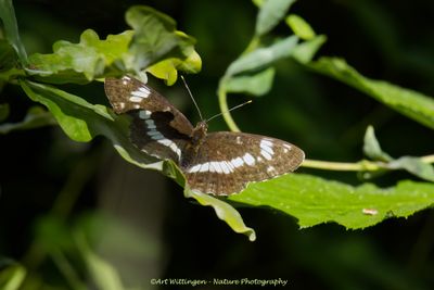 Kleine IJsvogelvlinder / White Admiral