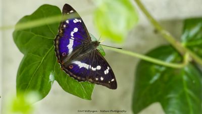 Apatura Iris / Grote Weerschijnvlinder / Purple Emperor