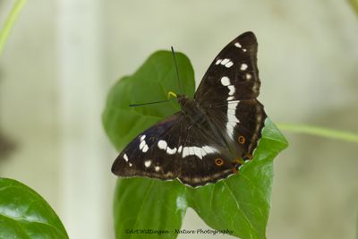Grote Weerschijnvlinder / Purple Emperor