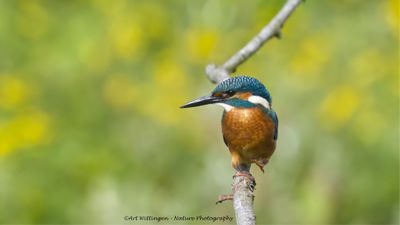 IJsvogel / Common Kingfisher