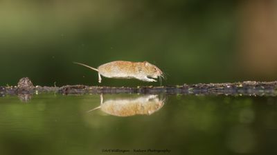R6II9424-Rosse Woelmuis.jpg