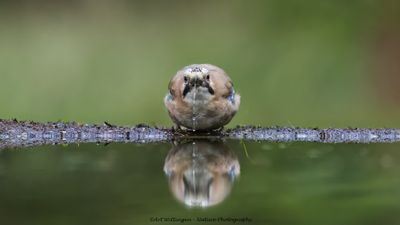 R6II9434-Gaai.jpg