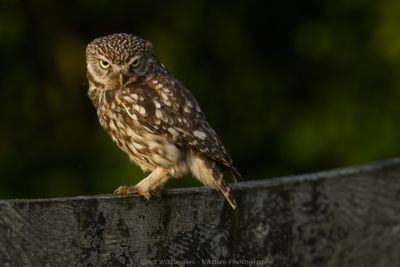 Steenuil / Little owl