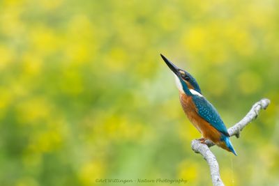 IJsvogel / Common Kingfisher