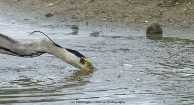 R6II0808-Blauwe Reiger.jpg