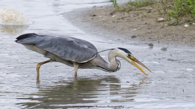 R6II0810-Blauwe Reiger.jpg