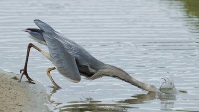 R6II0816-Blauwe Reiger.jpg