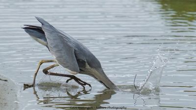 R6II0818-Blauwe Reiger.jpg