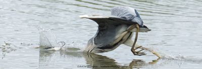 Blauwe Reiger / Grey Heron
