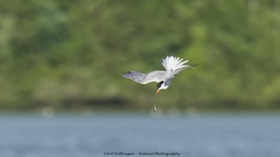 R6II0106-Visidef.jpg