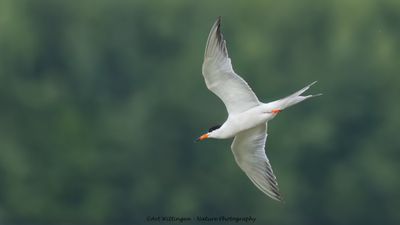 R6II0296-Visidef.jpg