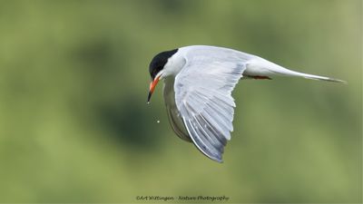 R6II0755- Visdief.jpg