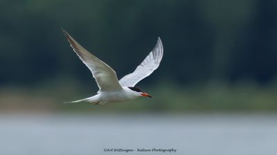Visdief / Common Tern