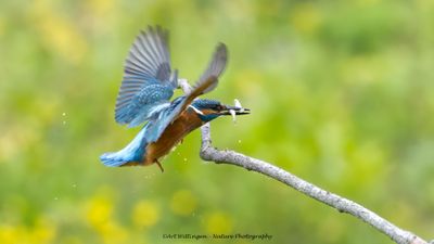 Alcedo atthis / IJsvogel / Kingfisher