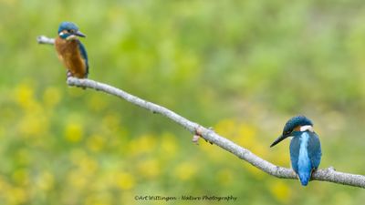 Alcedo atthis / IJsvogel / Kingfisher