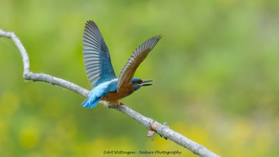 IJsvogel / Common Kingfisher