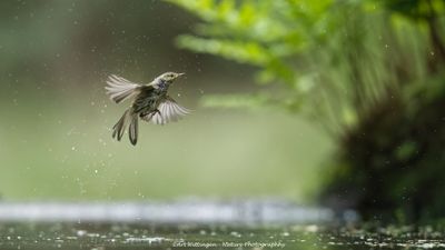 R6II0805-Tjiftjaf.jpg