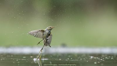 R6II0807-Tjiftjaf.jpg