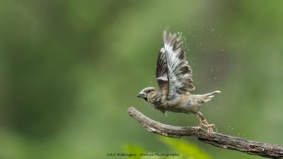 R6II0910-Appelvink.jpg