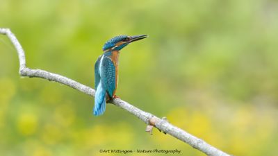 Alcedo atthis / IJsvogel / Kingfisher