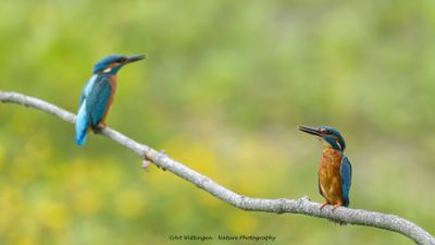 IJsvogel / Common Kingfisher