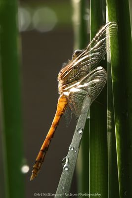 Bruinrode Heidelibel / Common darter