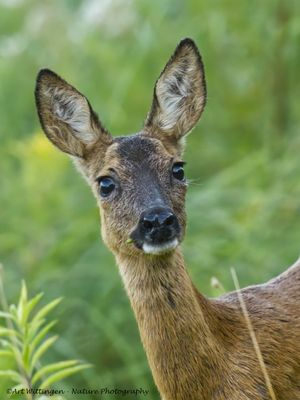 Ree / Roe Deer