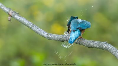 Alcedo atthis / IJsvogel / Kingfisher