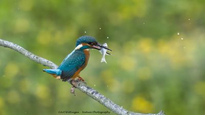 IJsvogel / Common Kingfisher
