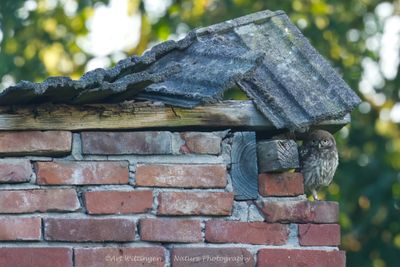 Steenuil / Little owl