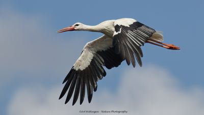 Ooievaar / White Stork