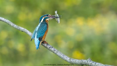 IJsvogel / Common Kingfisher
