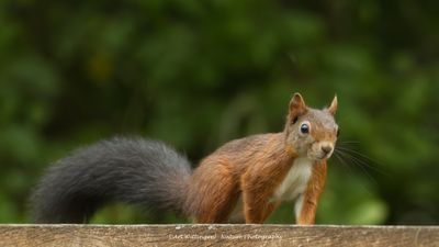 Eekhoorn / Red Squirrel