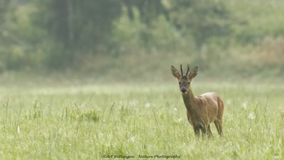 Ree / Roe Deer