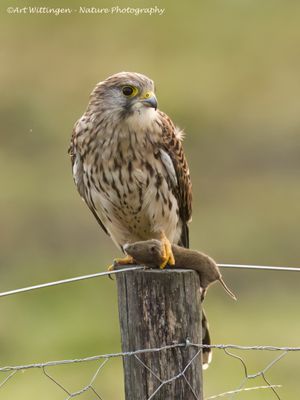 R6II2381-Torenvalk.jpg